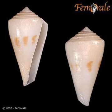 Image of Conasprella Thiele 1929