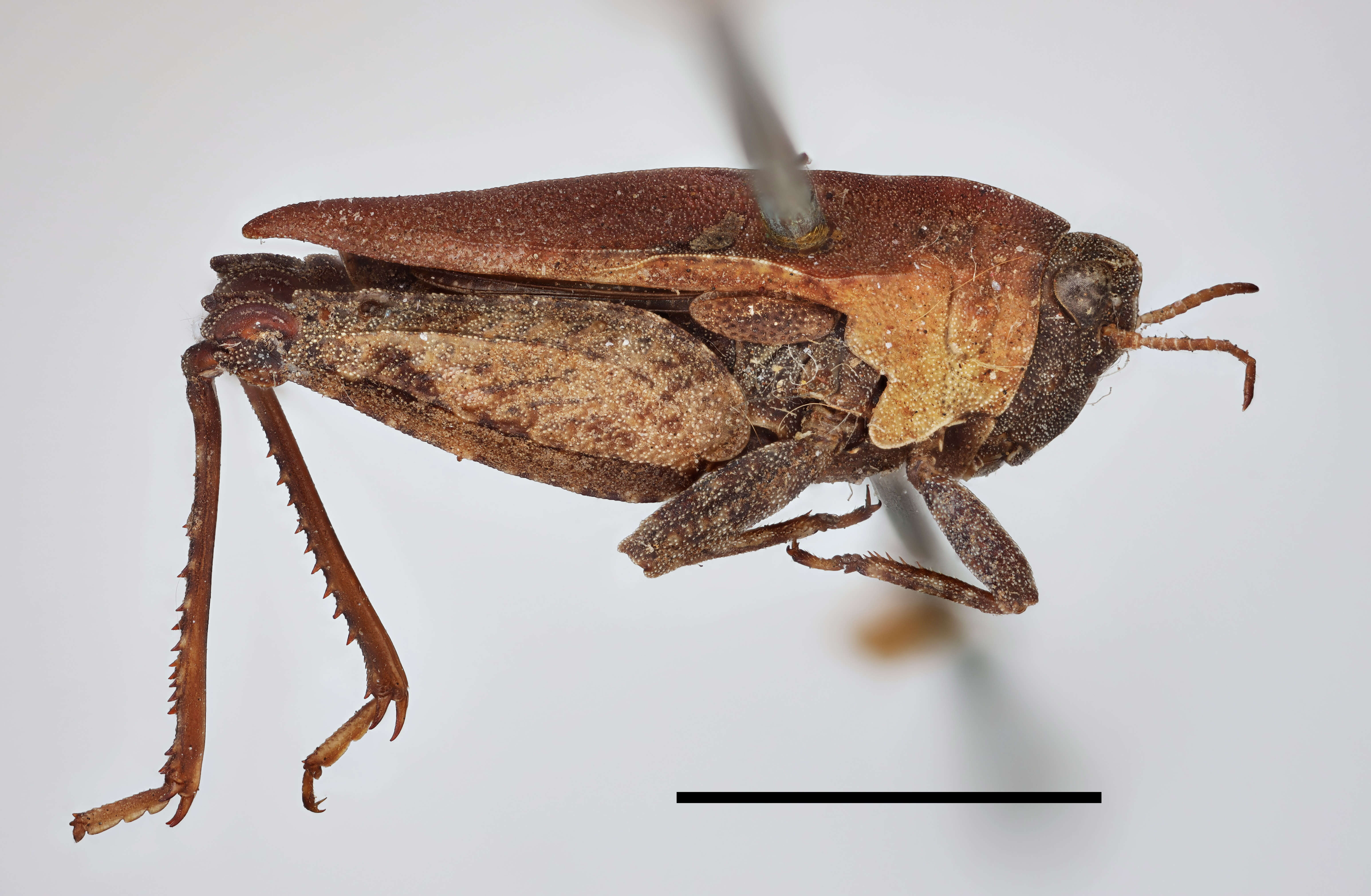 Image of Tettigidea lateralis lateralis (Say 1824)