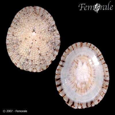 Image de Acmaeidae Forbes 1850