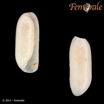 Image of Scaphandridae G. O. Sars 1878