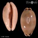 Image of lovely cowrie