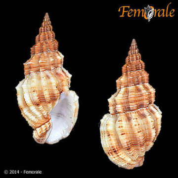 Image of nassa mud snails