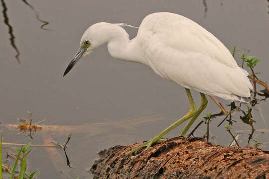 Image of Little Blue Heron