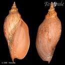 صورة Adelomelon beckii (Broderip 1836)