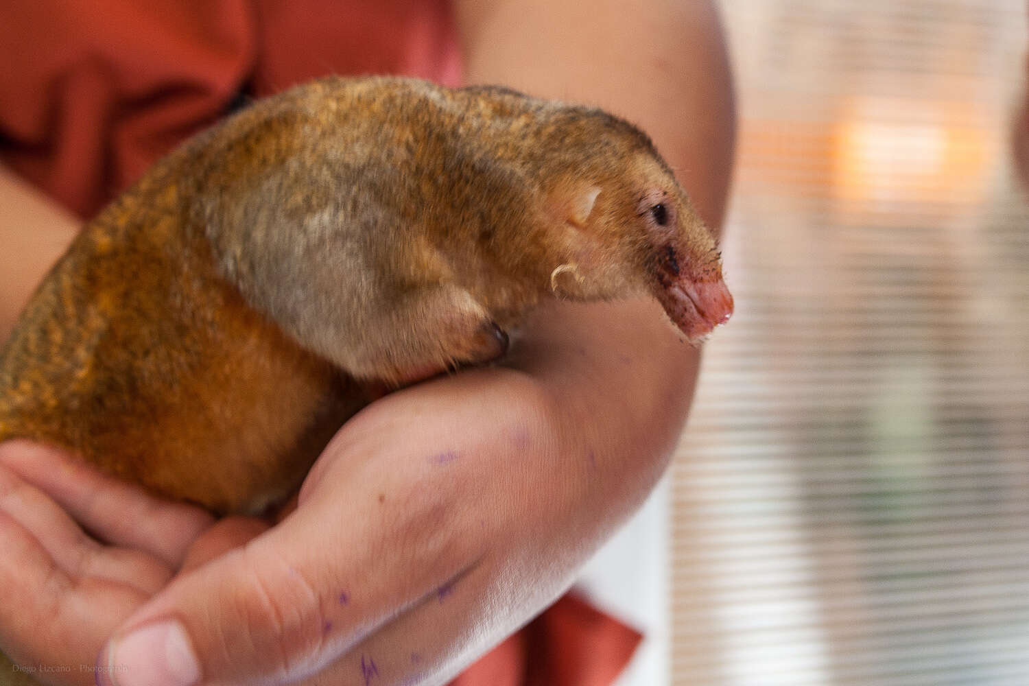 Image of silky anteaters