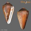 صورة Conus fergusoni G. B. Sowerby II 1873