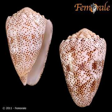 Image of Sand-dusted Cone