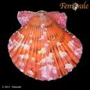 Image of Catarina scallop