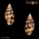 Слика од <i>Anachis pygmaea</i>