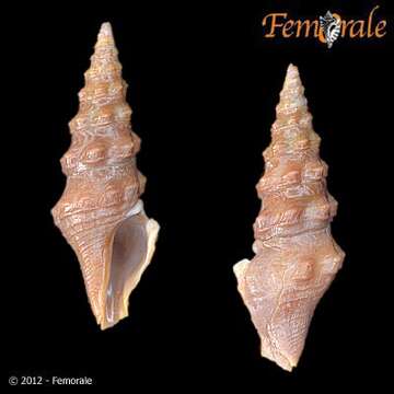 Image of Pseudomelatomidae J. P. E. Morrison 1966