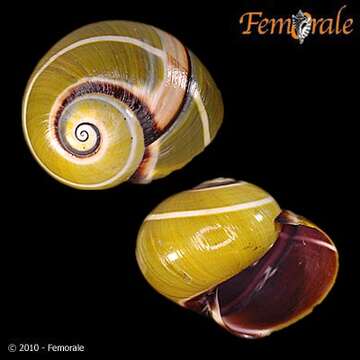 Image of Painted snail