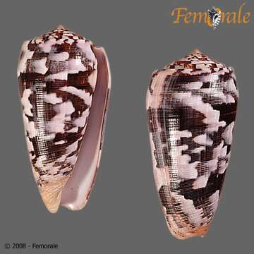 Image of cone snails