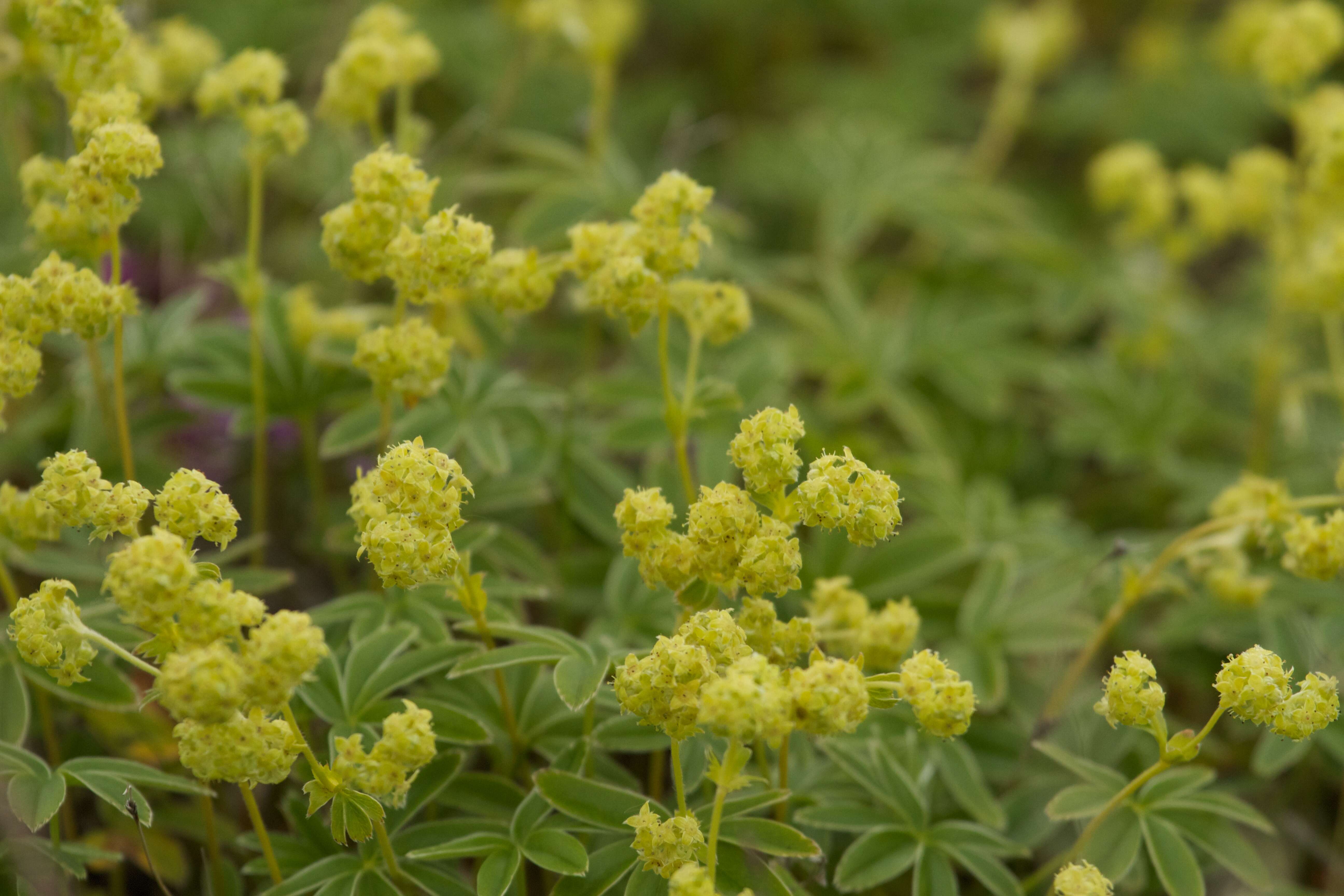 Image of Alpine Lady's-mantle