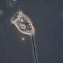 Image of Vorticella cyclopis Kahl 1933