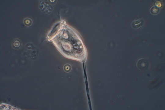 Image of Vorticella cyclopis Kahl 1933