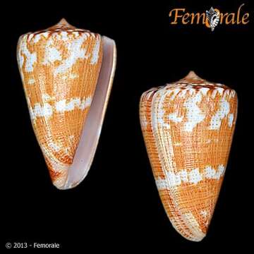 Image of Conus ziczac Megerle von Mühlfeld 1816