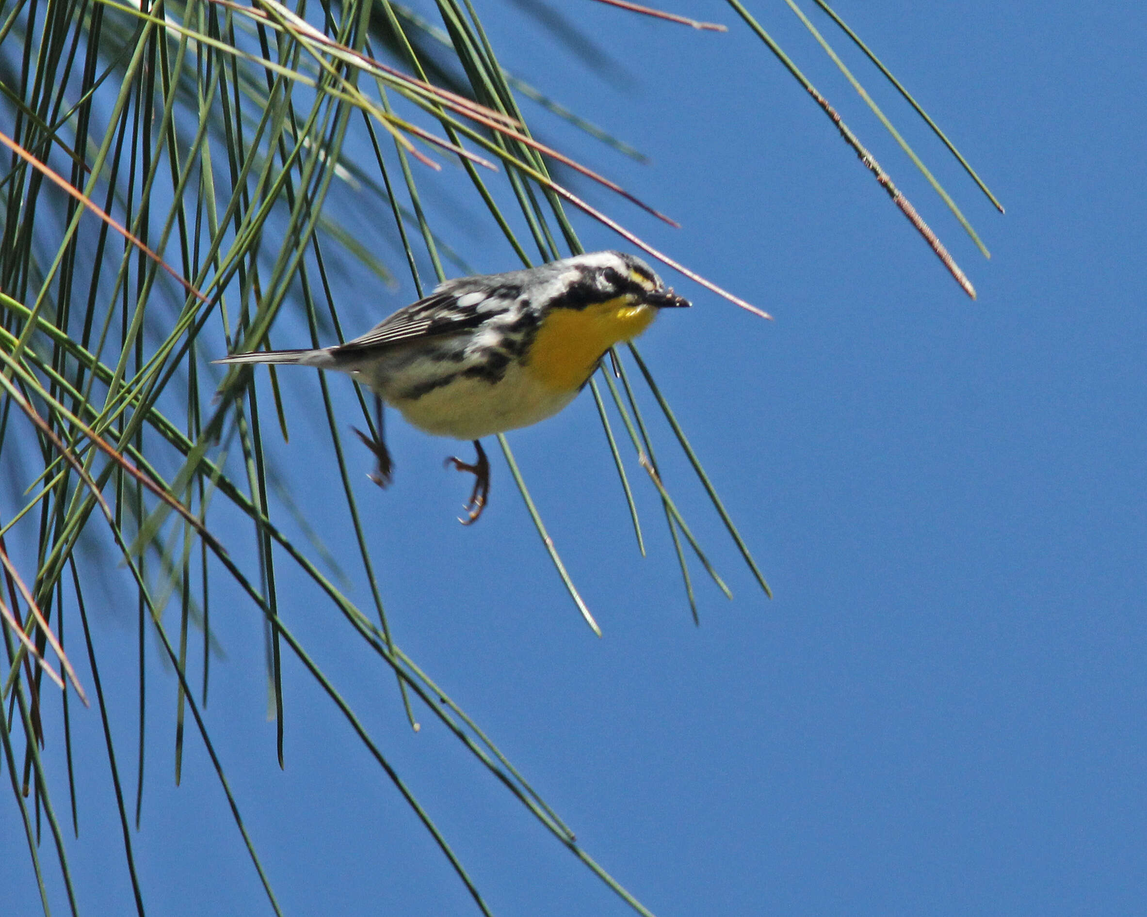 Image of Yellow-throated Warbler