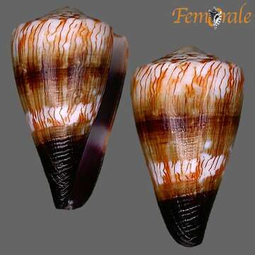 Image of cone snails