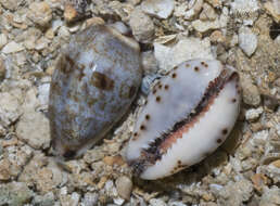 Image of graceful cowrie