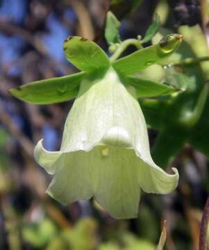 Codonopsis pilosula (Franch.) Nannf. resmi