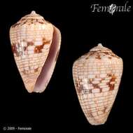 Image of cone snails