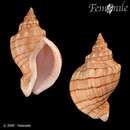 <i>Siphonalia cassidariaeformis funerea</i> (Pilsbry 1895) resmi