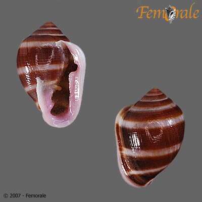 Image of Hollow-shelled, Ear-shaped, and Button Snails