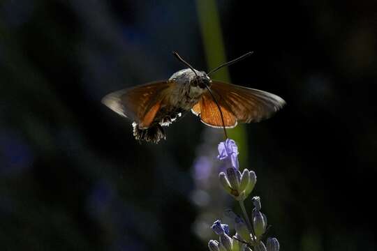 Image of humming-bird hawk moth