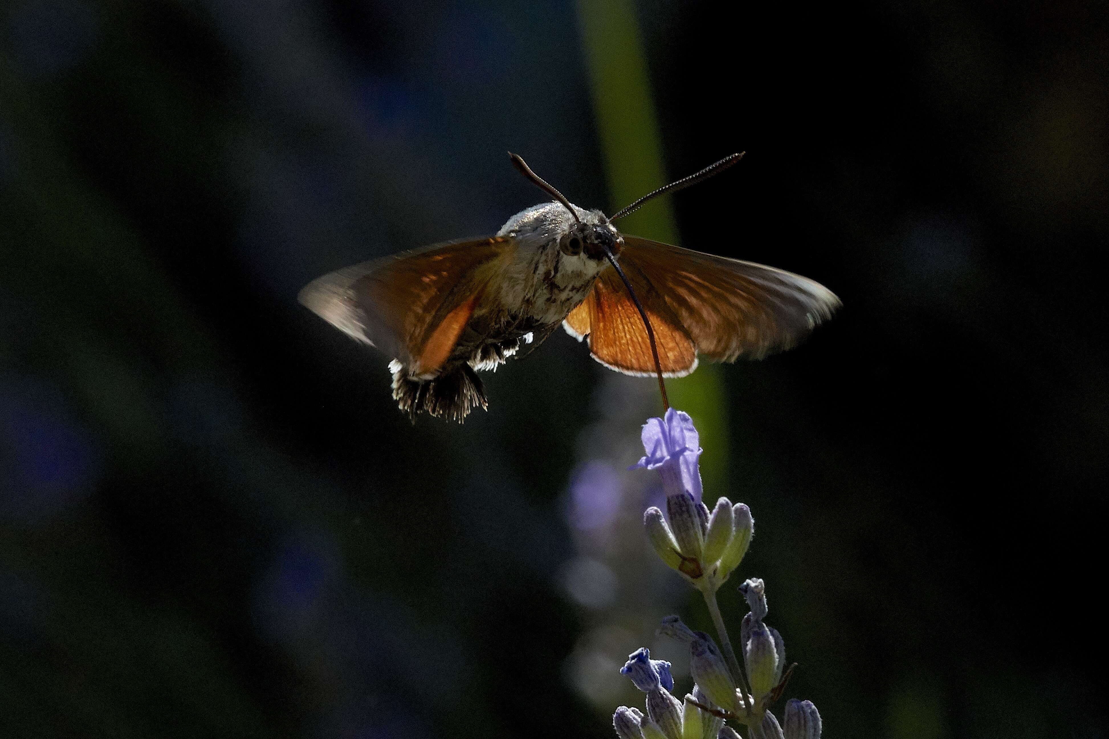 Image of humming-bird hawk moth