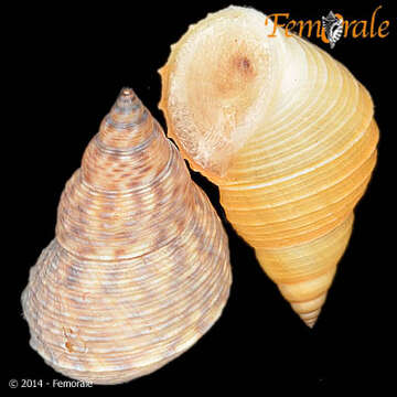 Image of Mangrove periwinkles