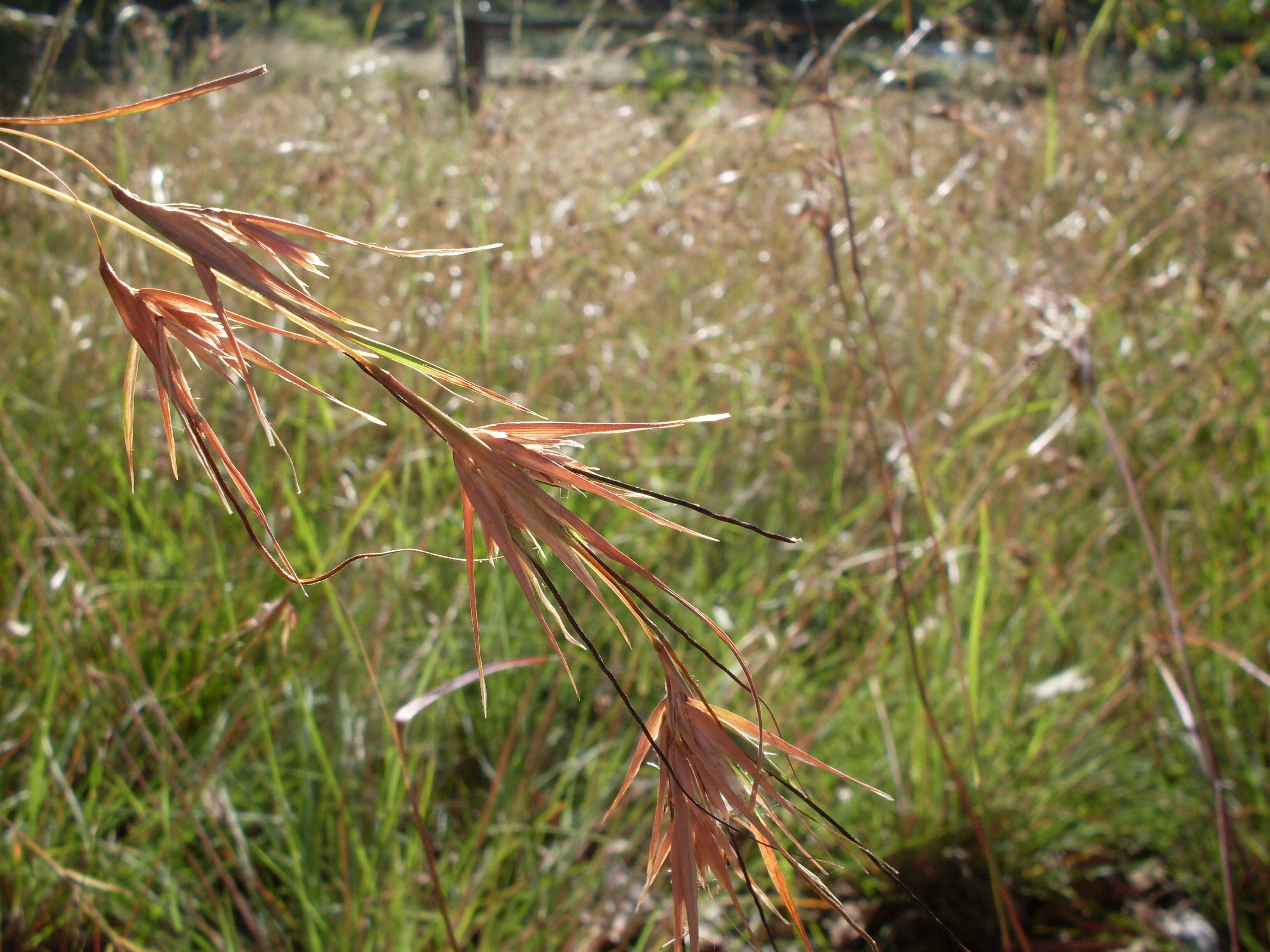 Image of Red grass