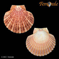 Image of <i>Flabellipecten sericeus</i> (Hinds 1845)