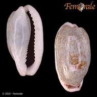 صورة Cypraea cylindrica lenella Iredale 1939