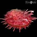 Spondylus layardi Reeve 1856 resmi