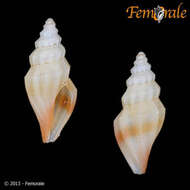 Image of Mangeliidae P. Fischer 1883