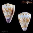 صورة Conus nux Broderip 1833