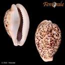 Image of panther cowrie