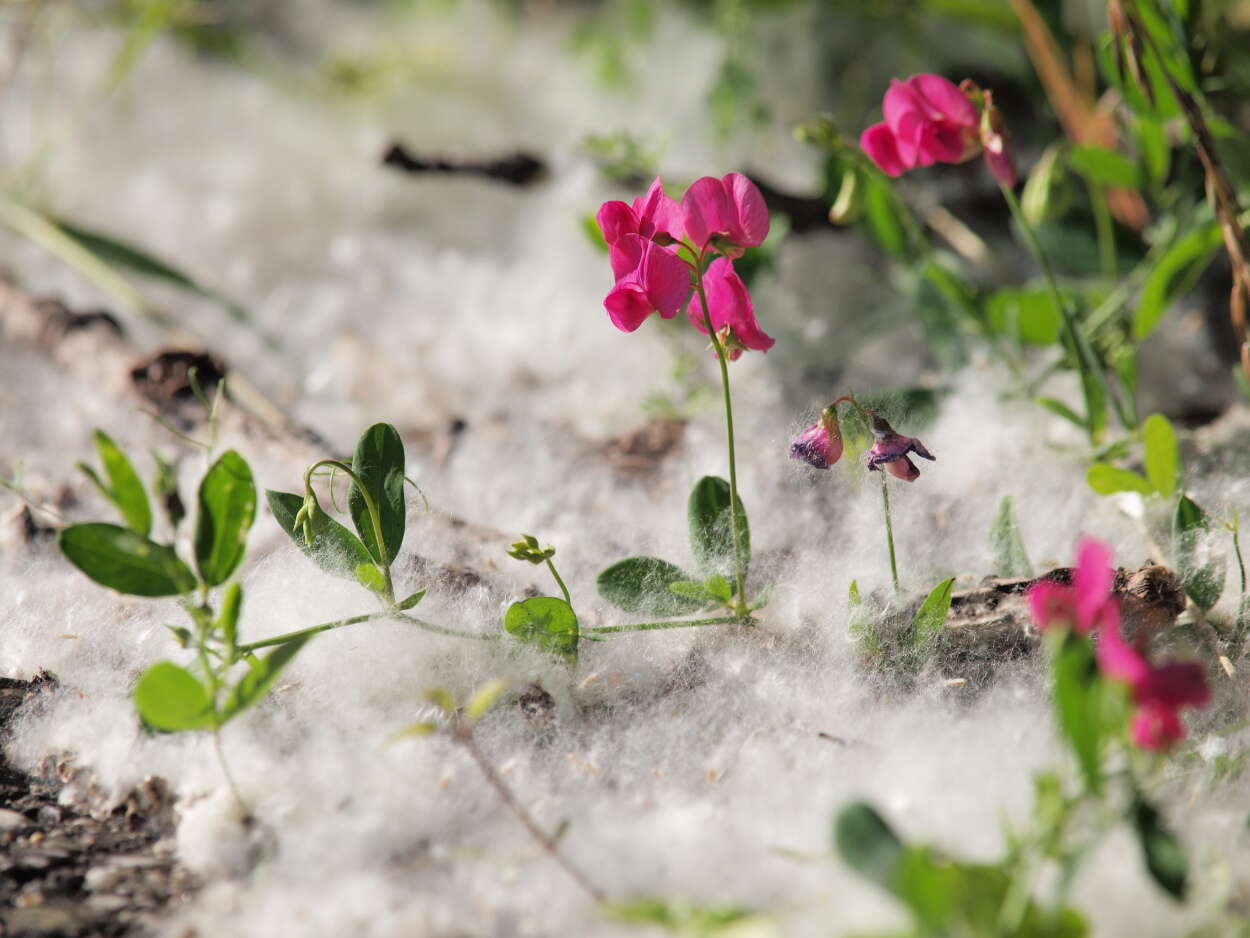 Lathyrus tuberosus L. resmi