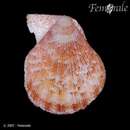 Image of tinted scallop