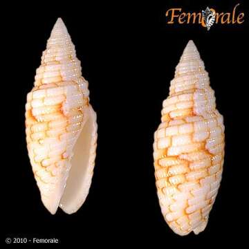 Image of Scabricola Swainson 1840