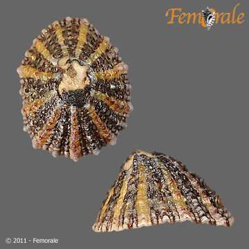 Image de Nacellidae Thiele 1891