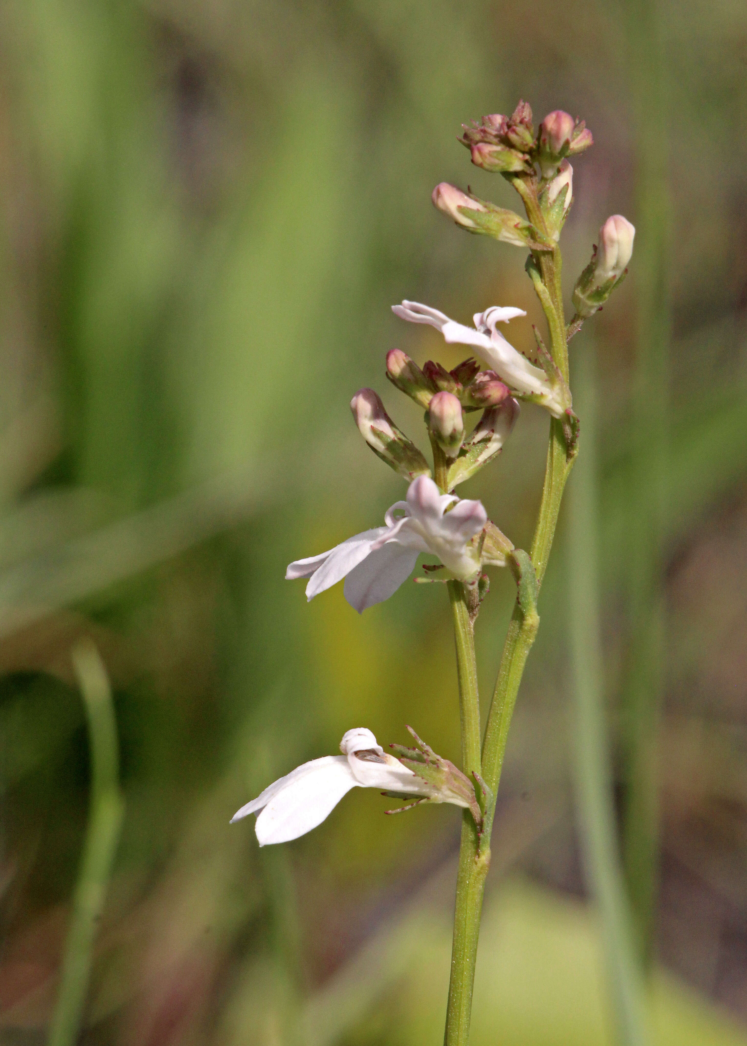 Image de Lobelia paludosa Nutt.