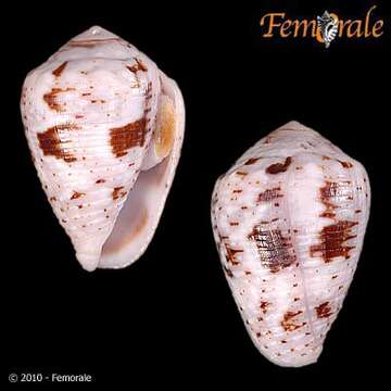 Image of cone snails