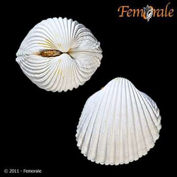 Image of Acanthocardia Gray 1851