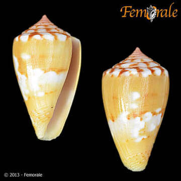 Image of Conus ziczac Megerle von Mühlfeld 1816