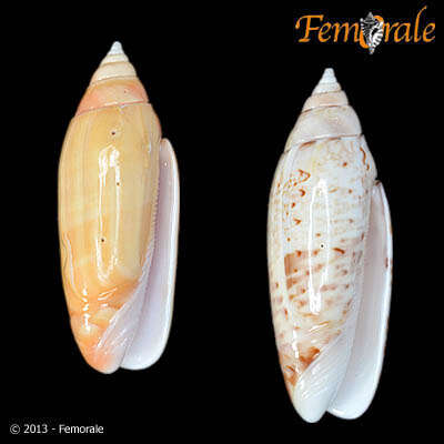 Image of olive snails