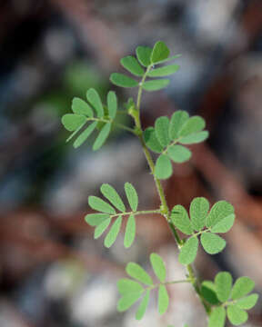 Image of sticky jointvetch