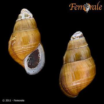 Image of unclassified Gastropoda