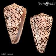 Image of cone snails