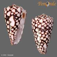 Image of cone snails